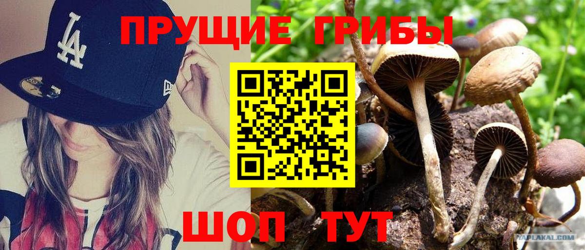 Псилоцибиновые грибы GOLDEN TEACHER  Вход с VPN  Энгельс 